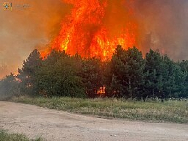 Ukrainian forest after Russian shelling, 2022